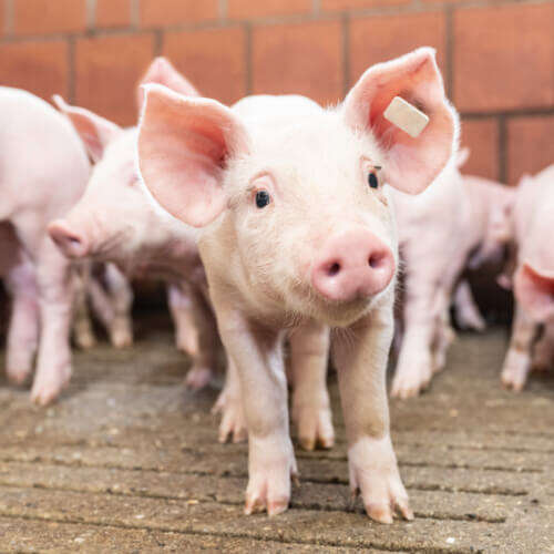futterungsstrategie blattin in der praxis schwein bericht futterungsstrategie blattin in der praxis schwein bericht